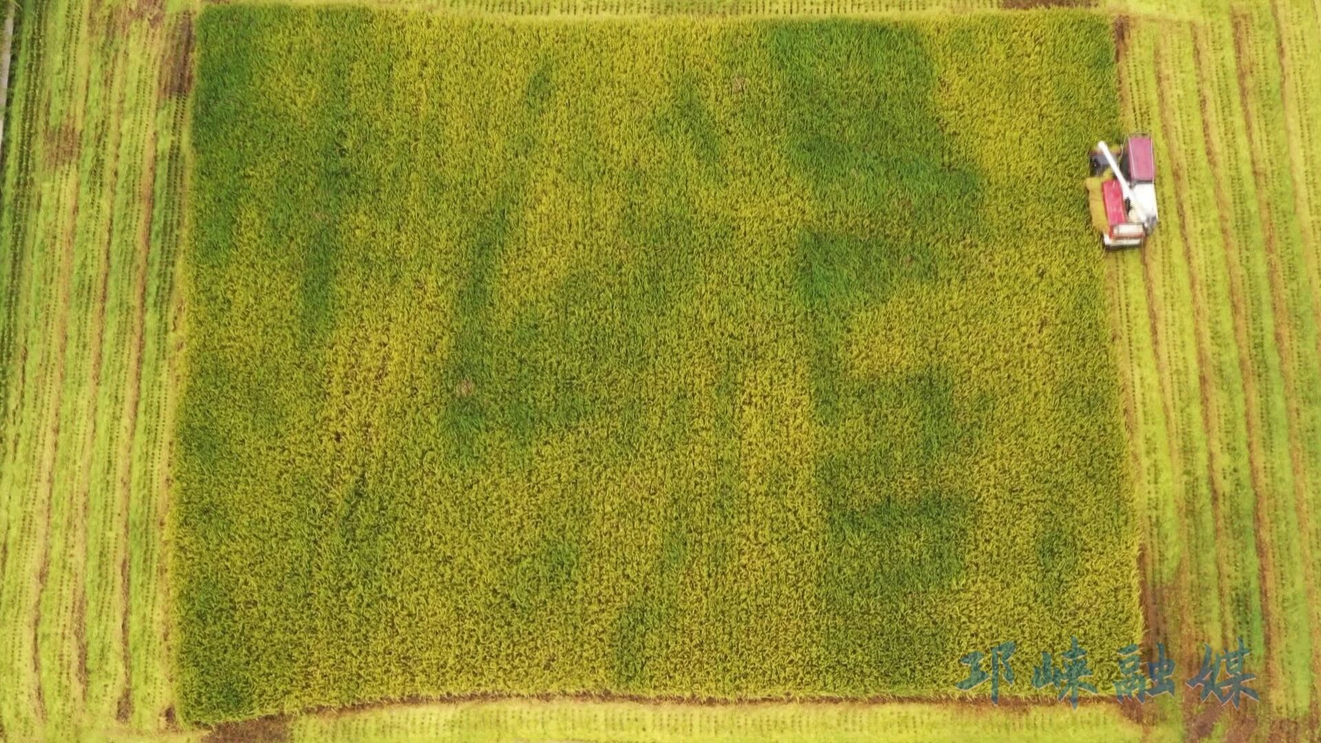 1762934429051035996.jpg 1762934429051035996.jpg